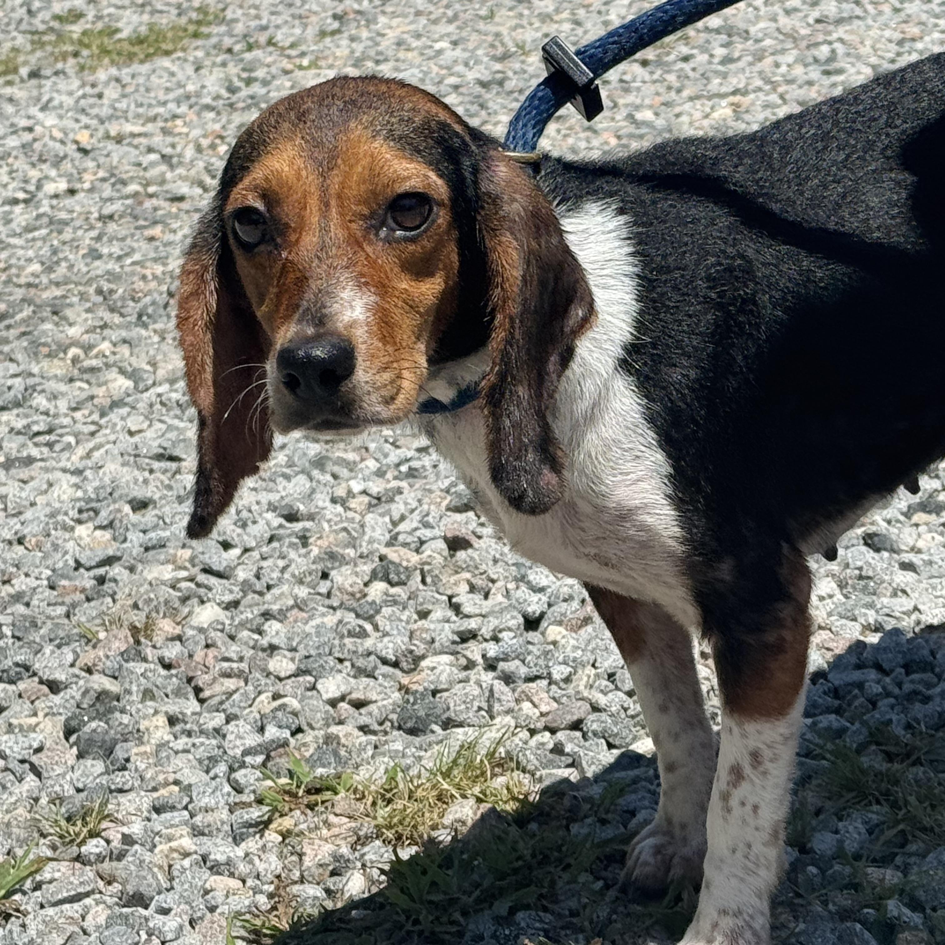 Piper, a ADOPTABLE Beagle in Richmond, VA image 6/6