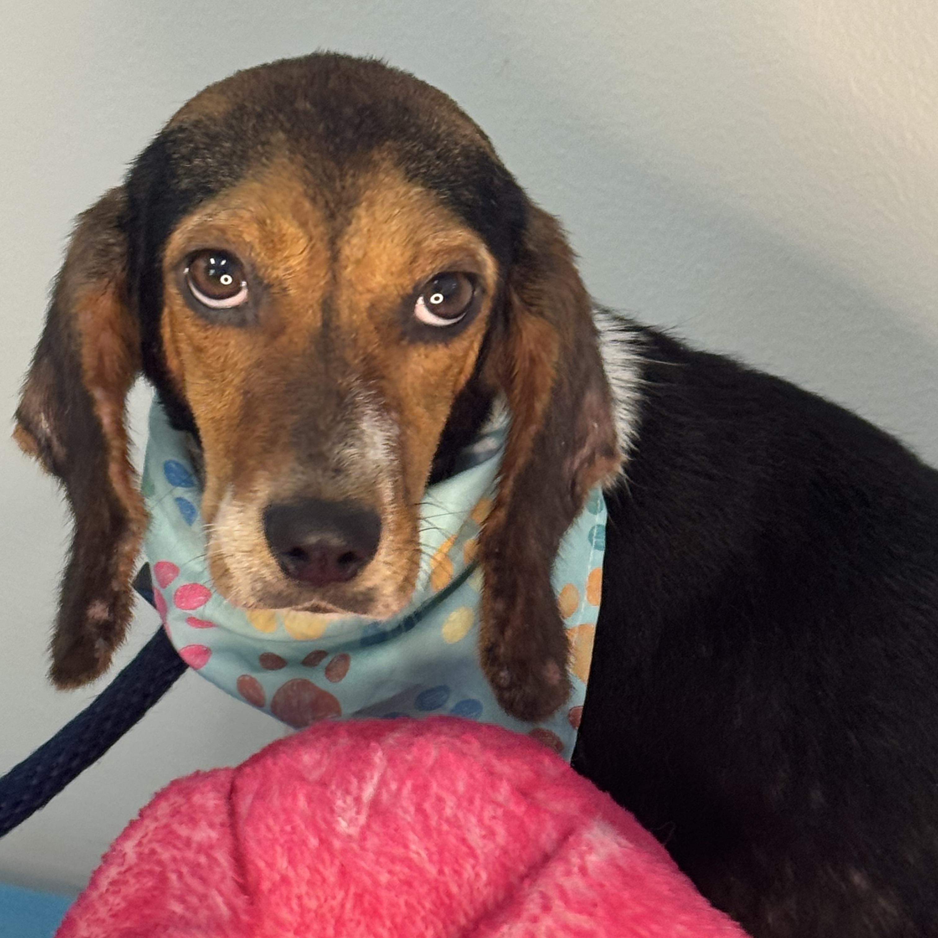 Piper, ADOPTABLE, Adult Female Beagle.