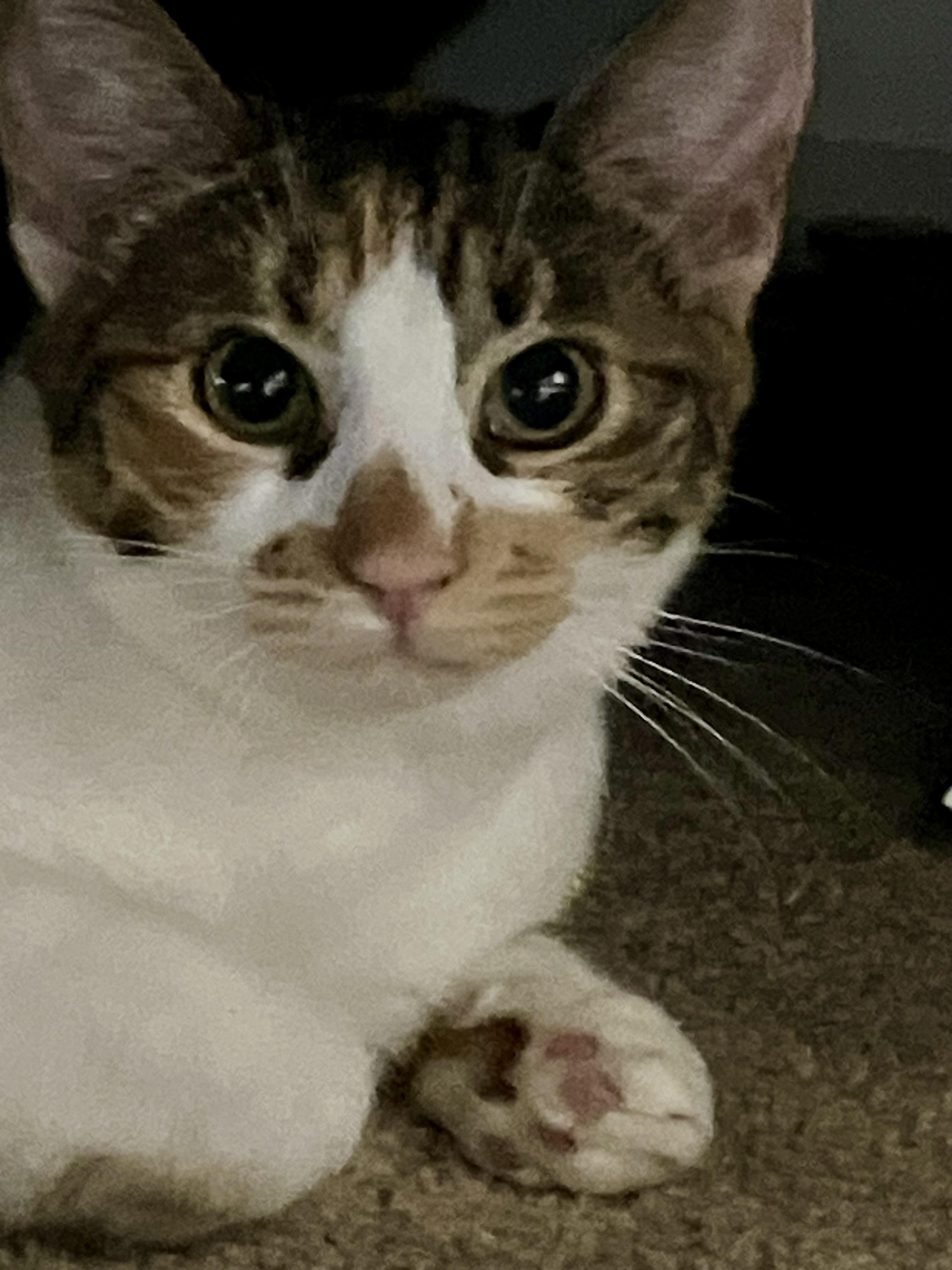 Tillie