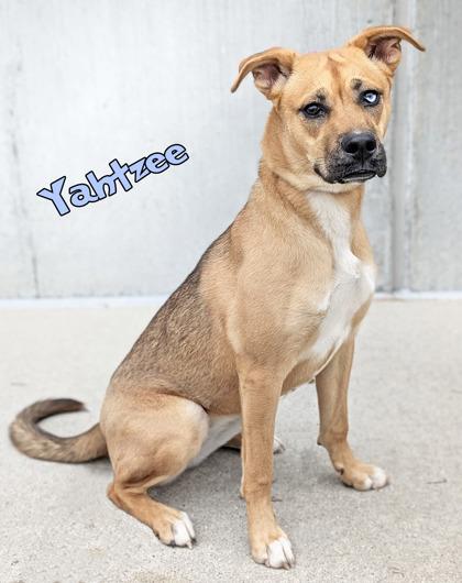 Yahtzee, Adoptable, Adult Female German Shepherd Dog & Siberian Husky.