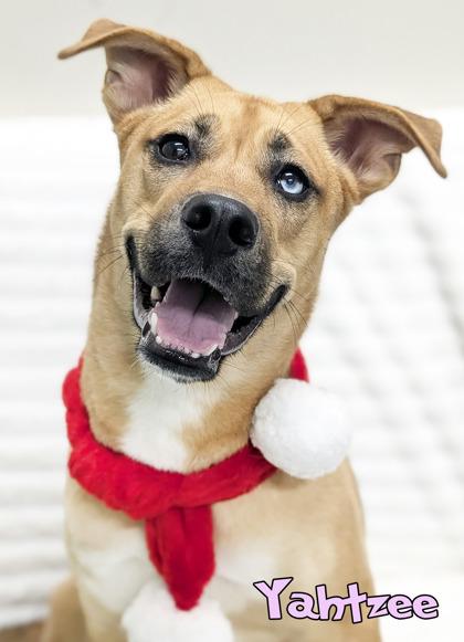 Enlarge Yahtzee, a Adoptable mixed breed in Mason, MI image 2/3