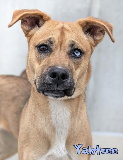 Enlarge Yahtzee, a Adoptable mixed breed in Mason, MI image 3/3