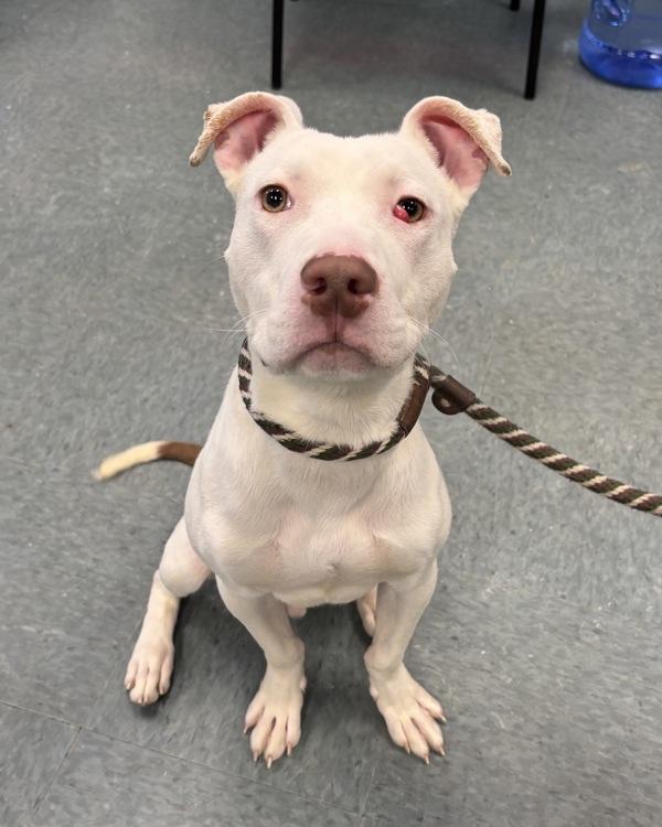 Bartok, Adoptable, Young Male Pit Bull Terrier.