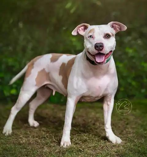 Enlarge Lani *COURTESY POSTING*, a Adoptable mixed breed in Agoura Hills, CA image 2/4