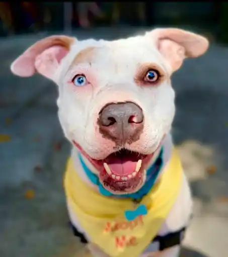 Enlarge Lani *COURTESY POSTING*, a Adoptable mixed breed in Agoura Hills, CA image 1/4