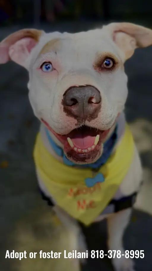 Enlarge Lani *COURTESY POSTING*, a Adoptable mixed breed in Agoura Hills, CA image 3/4