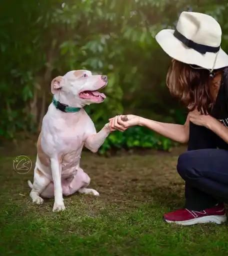 Enlarge Lani *COURTESY POSTING*, a Adoptable mixed breed in Agoura Hills, CA image 4/4