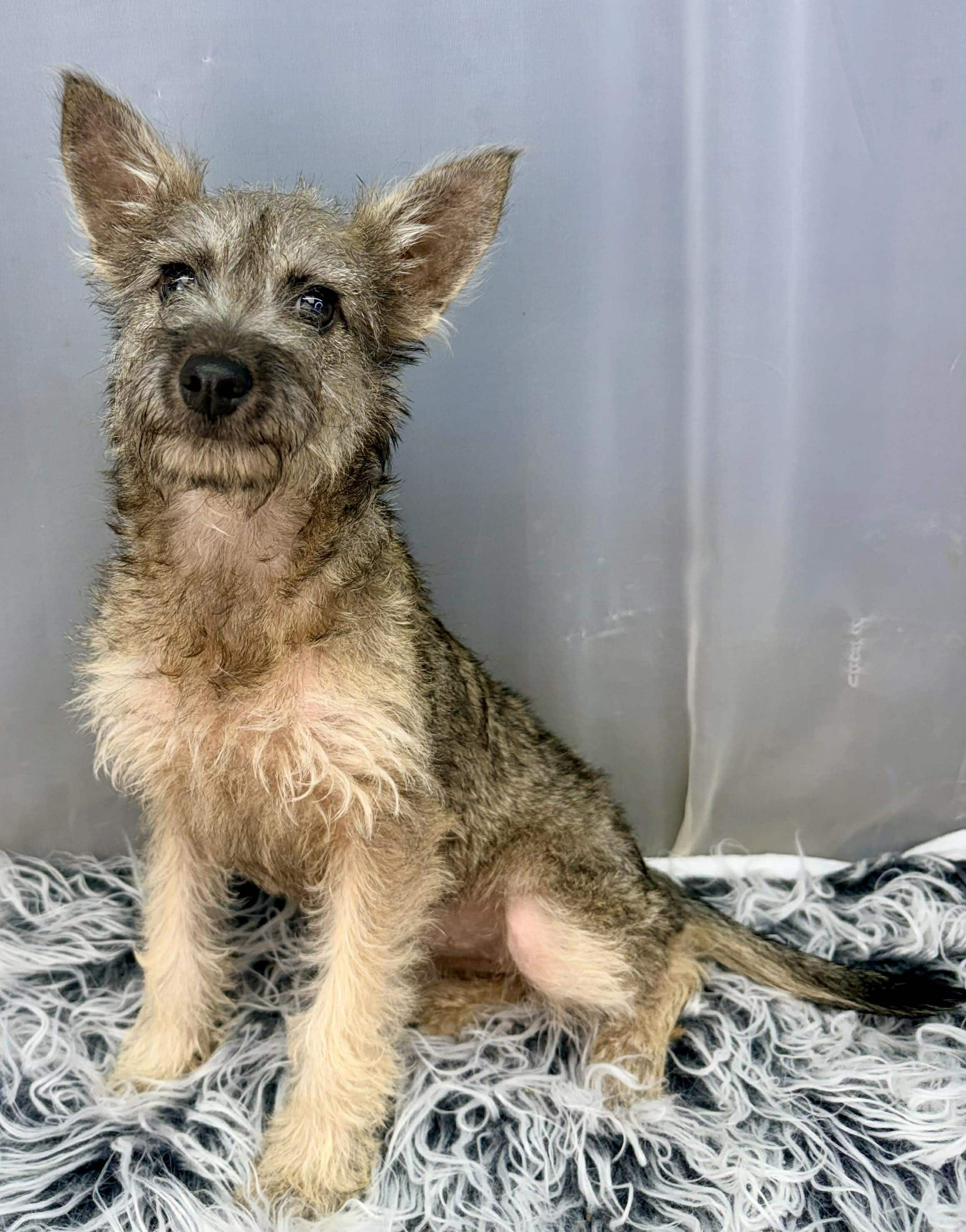 Enlarge Vexa, a Adoptable mixed breed in Jackson, MI image 4/6