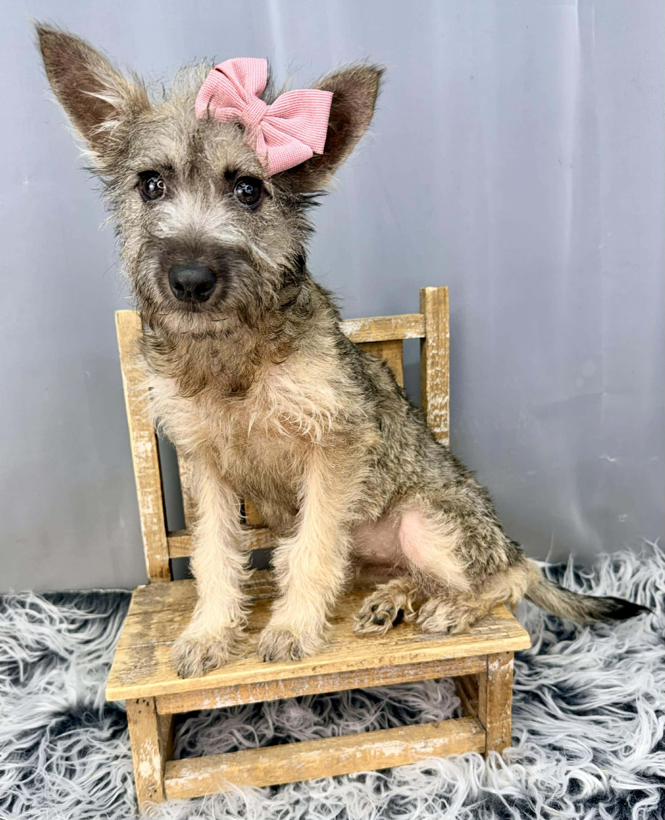 Enlarge Vexa, a Adoptable mixed breed in Jackson, MI image 6/6