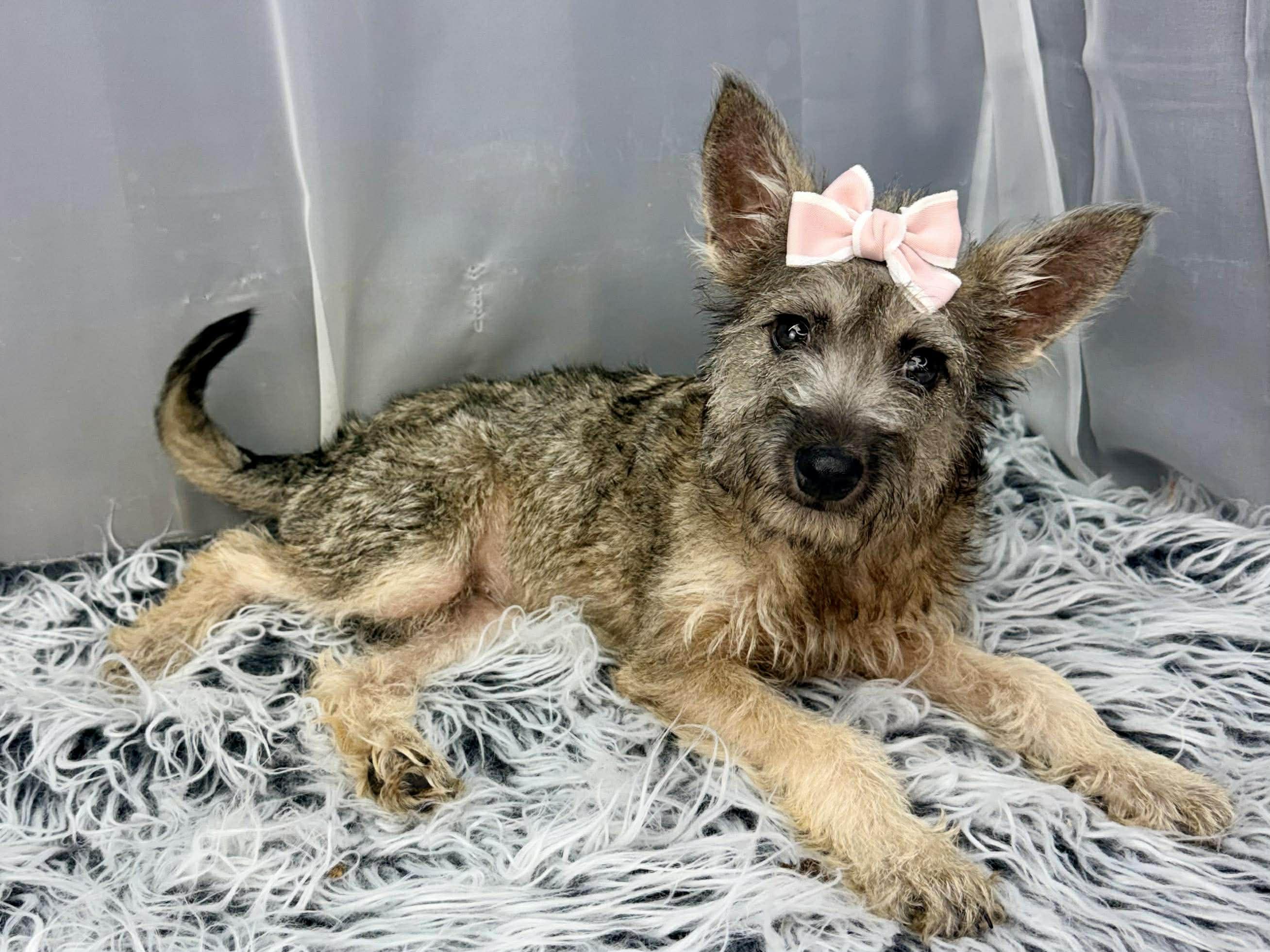 Vexa, Adoptable, Puppy Female Yorkshire Terrier.