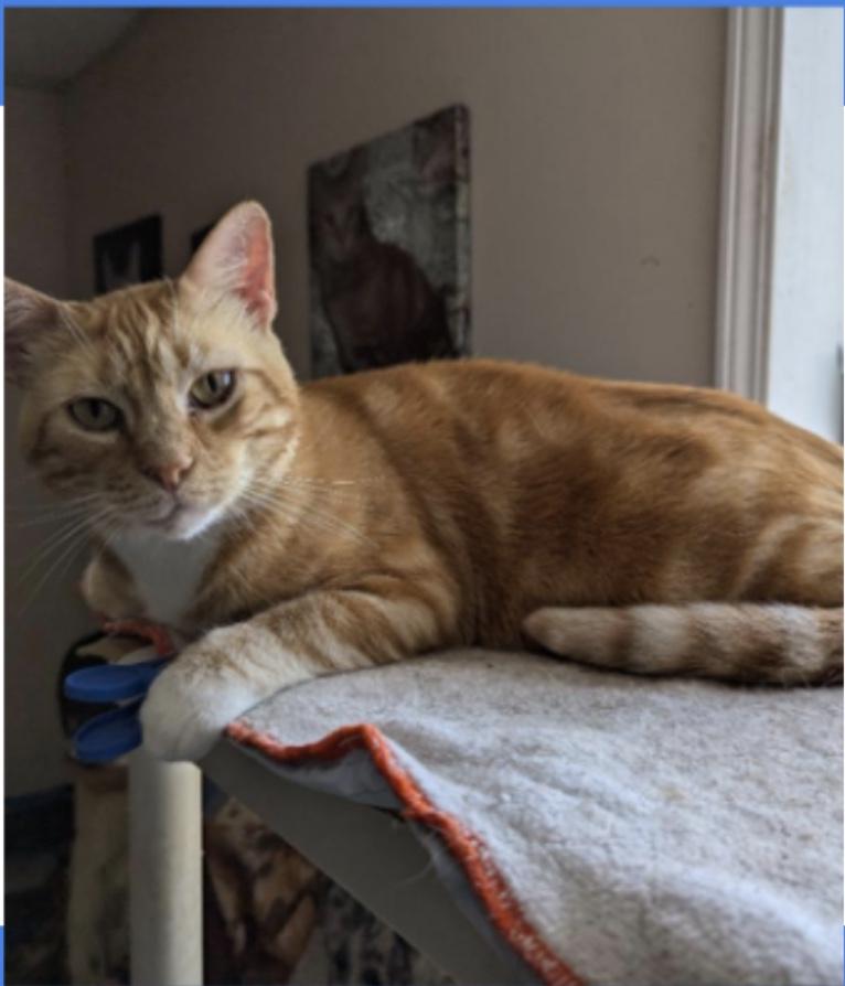 Enlarge Sherbet, a Adoptable Domestic Short Hair in Abingdon, VA image 1/1