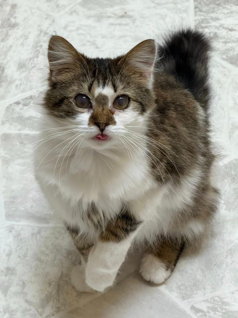 Enlarge VITA, a Adoptable Domestic Long Hair in Chillicothe, OH image 1/1