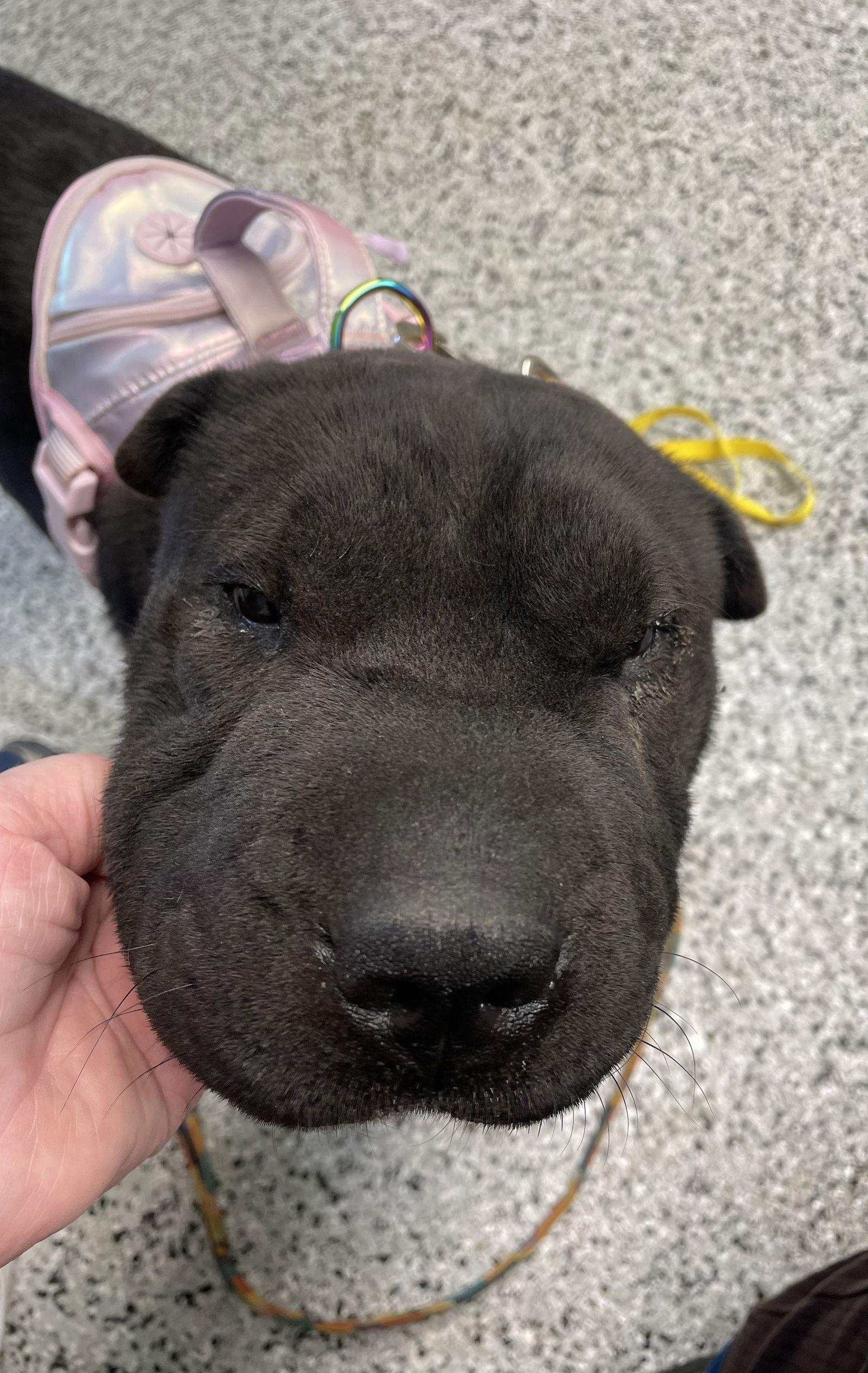 Enlarge Aspen, a Adoptable Shar-Pei in San Antonio , TX image 3/3