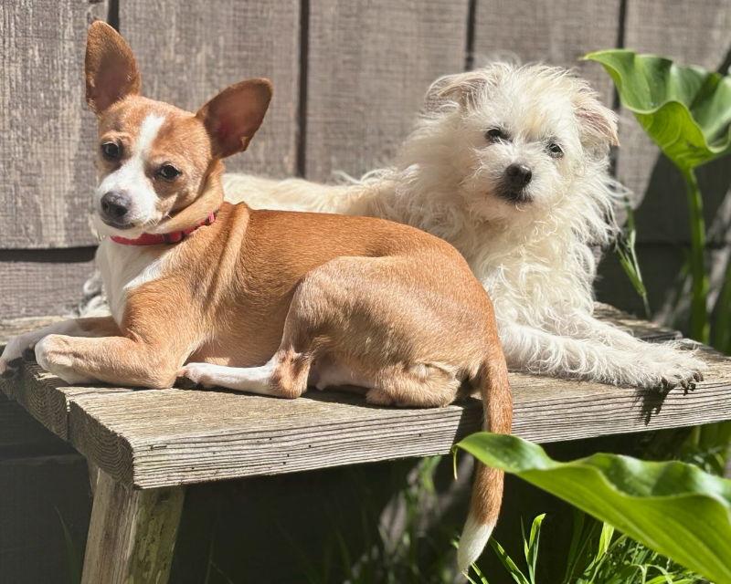 Daisy, a Adoptable mixed breed in San Francisco, CA image 1/3