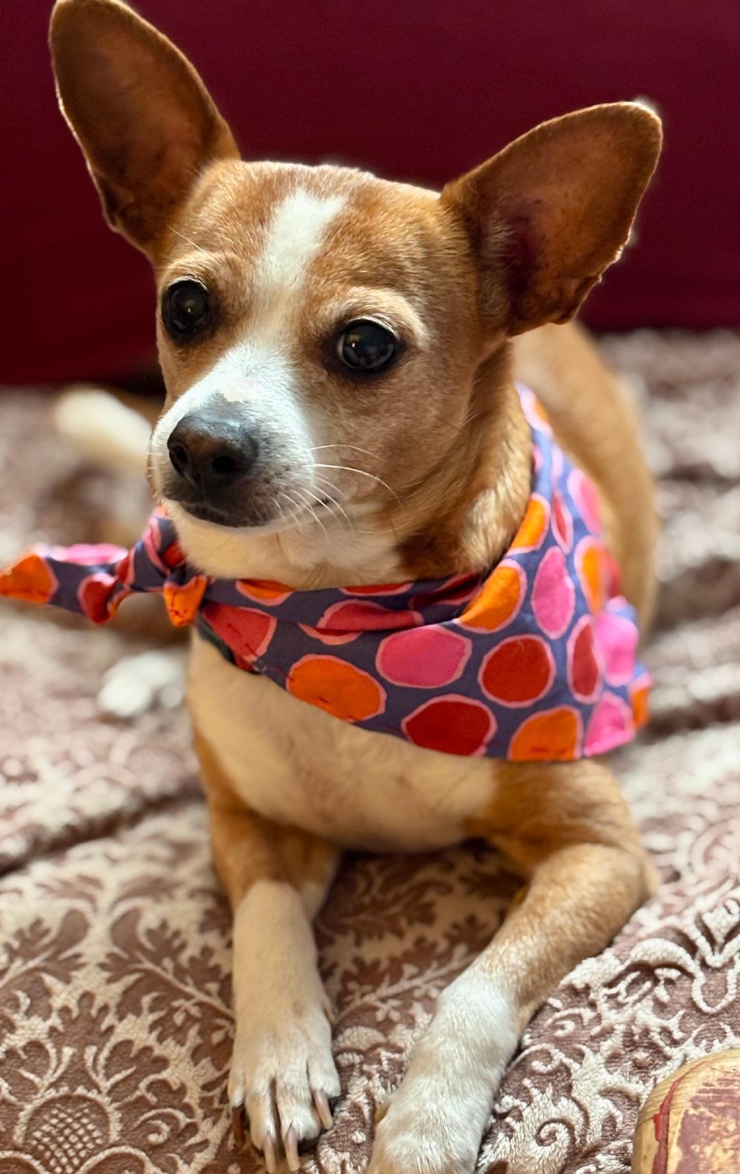 Daisy, a Adoptable mixed breed in San Francisco, CA image 2/3