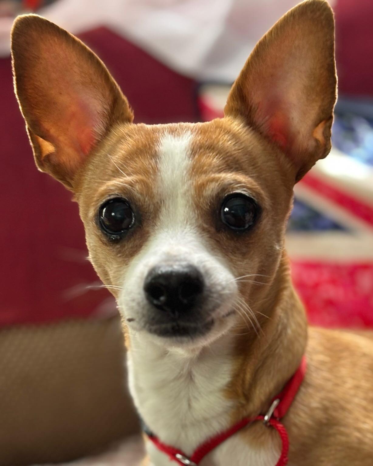 Daisy, a Adoptable mixed breed in San Francisco, CA image 3/3