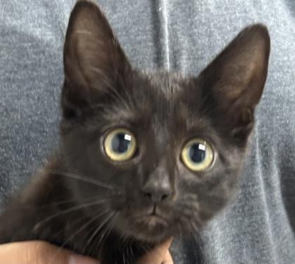 Haven, Adoptable, Kitten Female Domestic Short Hair & Domestic Short Hair.