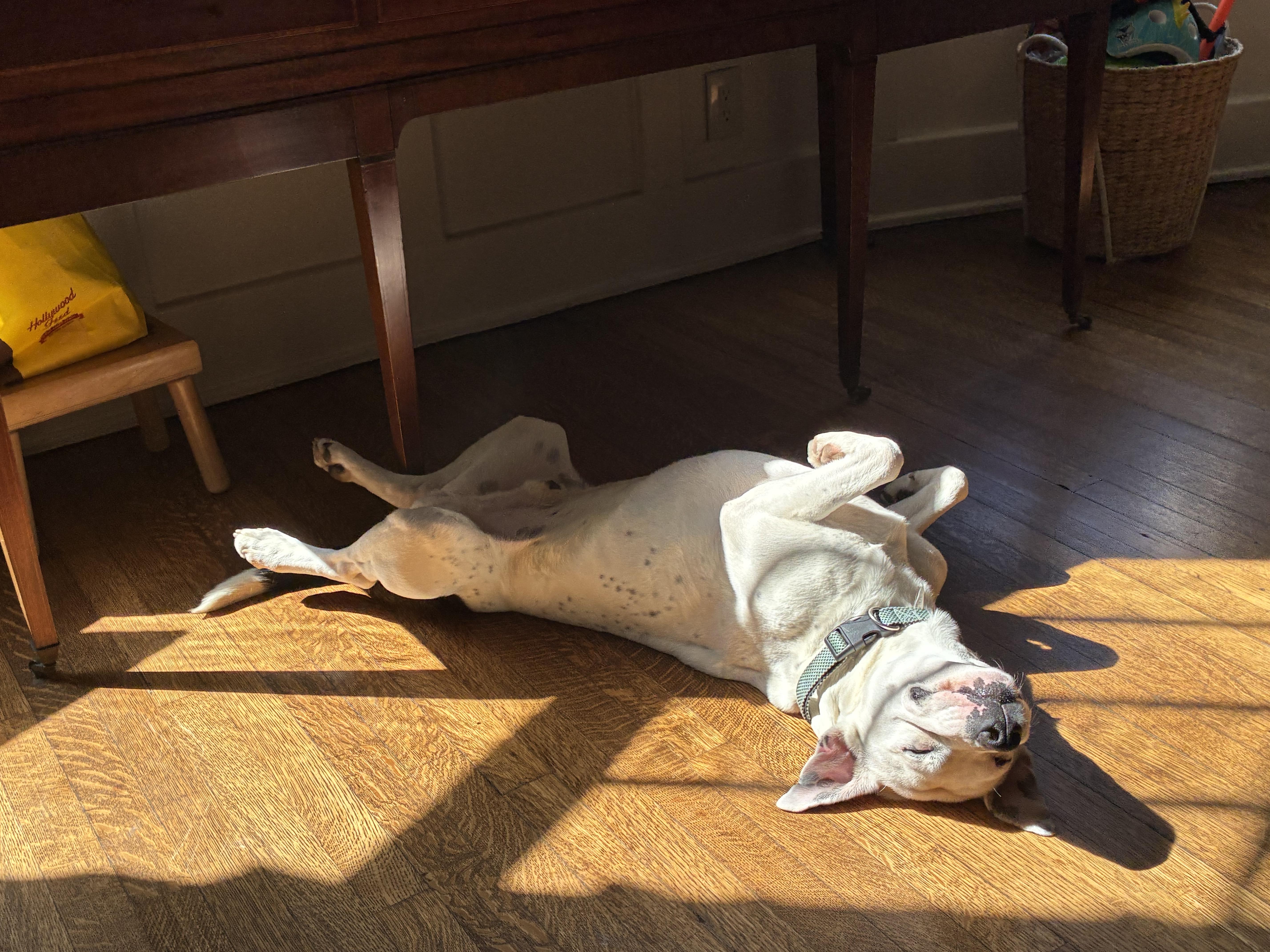 Alfie, a Adoptable mixed breed in Arlington , VA image 3/6