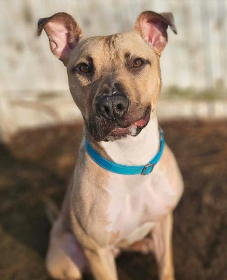 Enlarge Theo (1 Year Old), a ADOPTABLE mixed breed in Albany, NY image 1/1