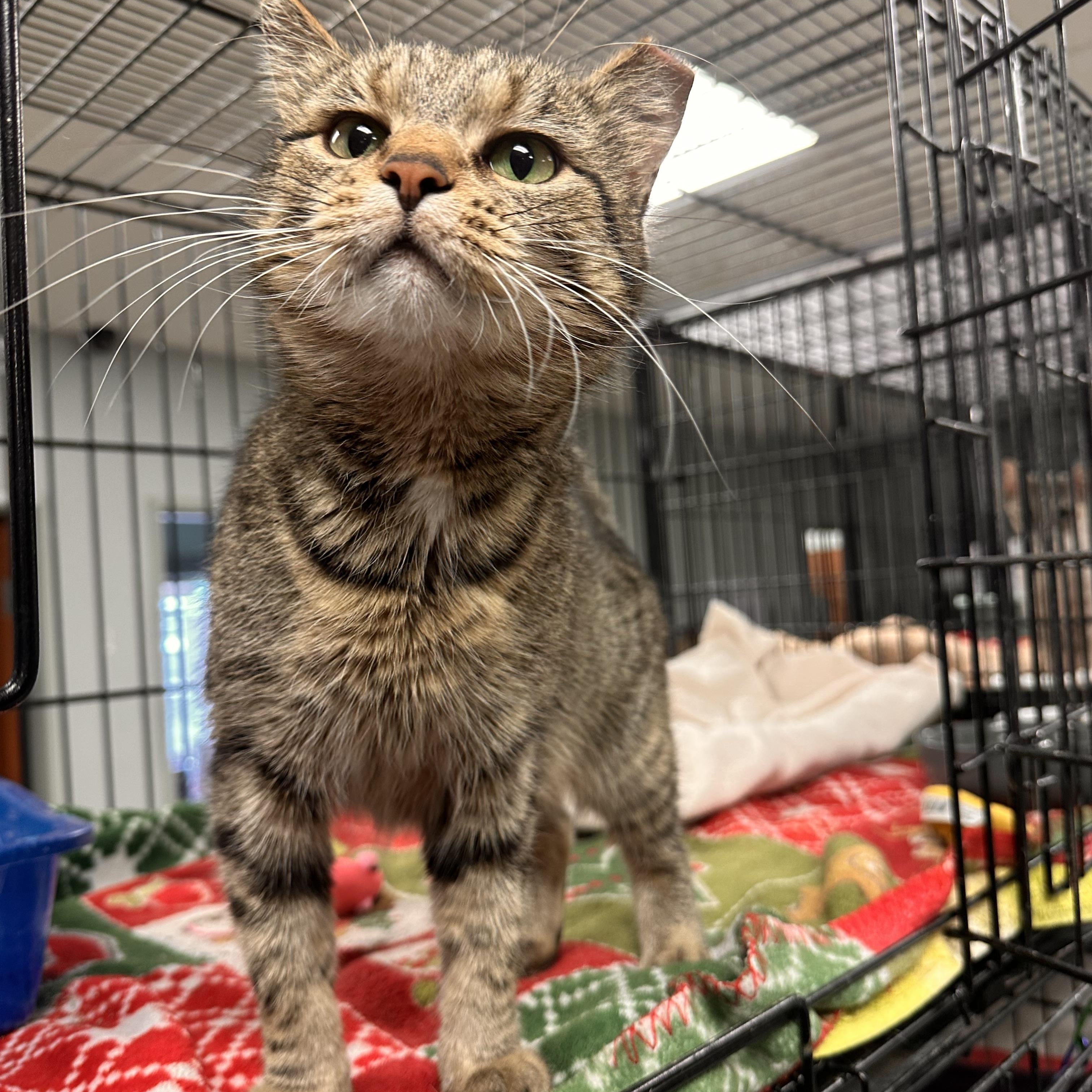 Macca, Adult Female unknown