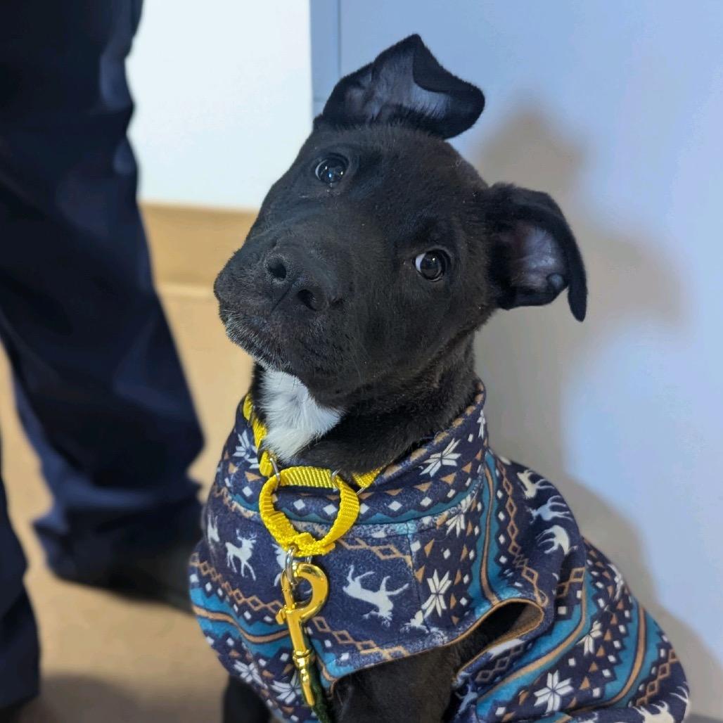 Salvatore, Adoptable, Puppy Male Mixed Breed.