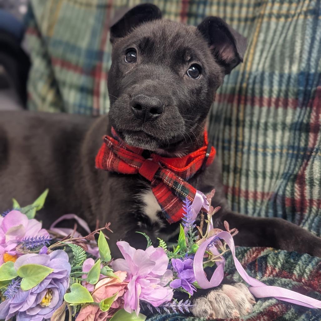 Salvatore, Adoptable, Puppy Male Mixed Breed.