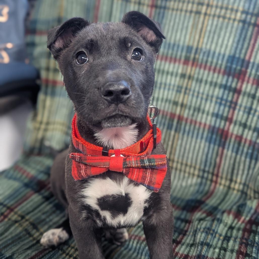 Enlarge Salvatore, a Adoptable Mixed Breed in Hendersonville, NC image 2/6