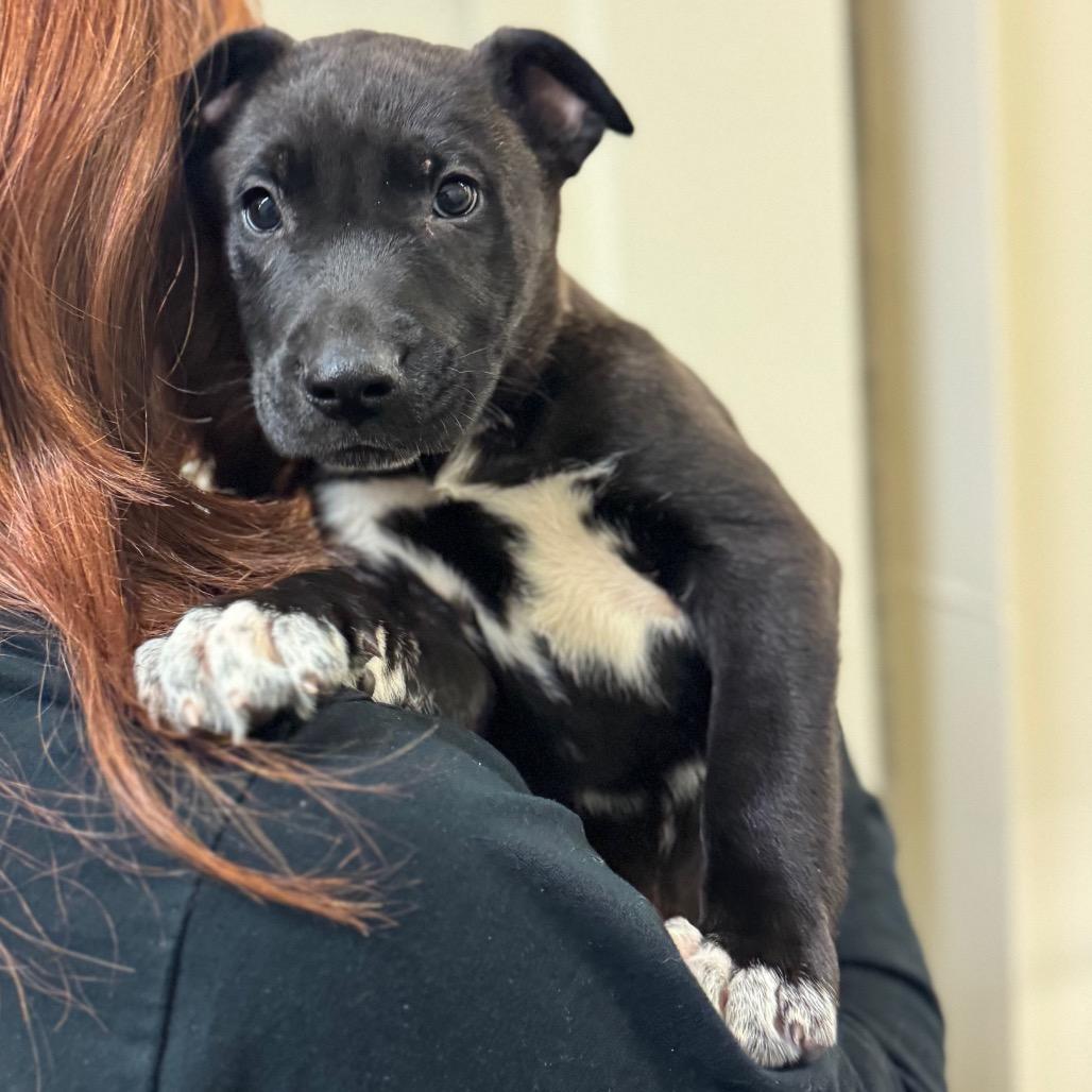 Enlarge Salvatore, a Adoptable Mixed Breed in Hendersonville, NC image 4/6