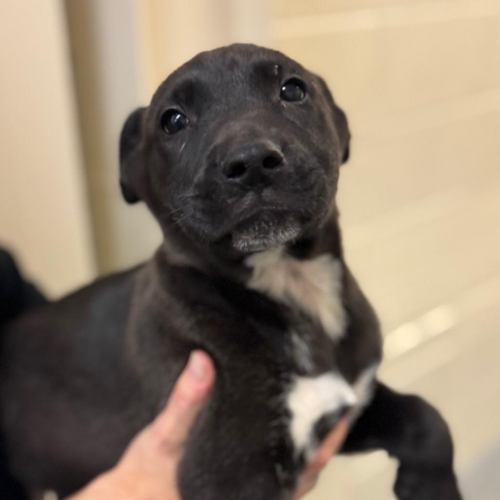 Enlarge Salvatore, a Adoptable Mixed Breed in Hendersonville, NC image 5/6