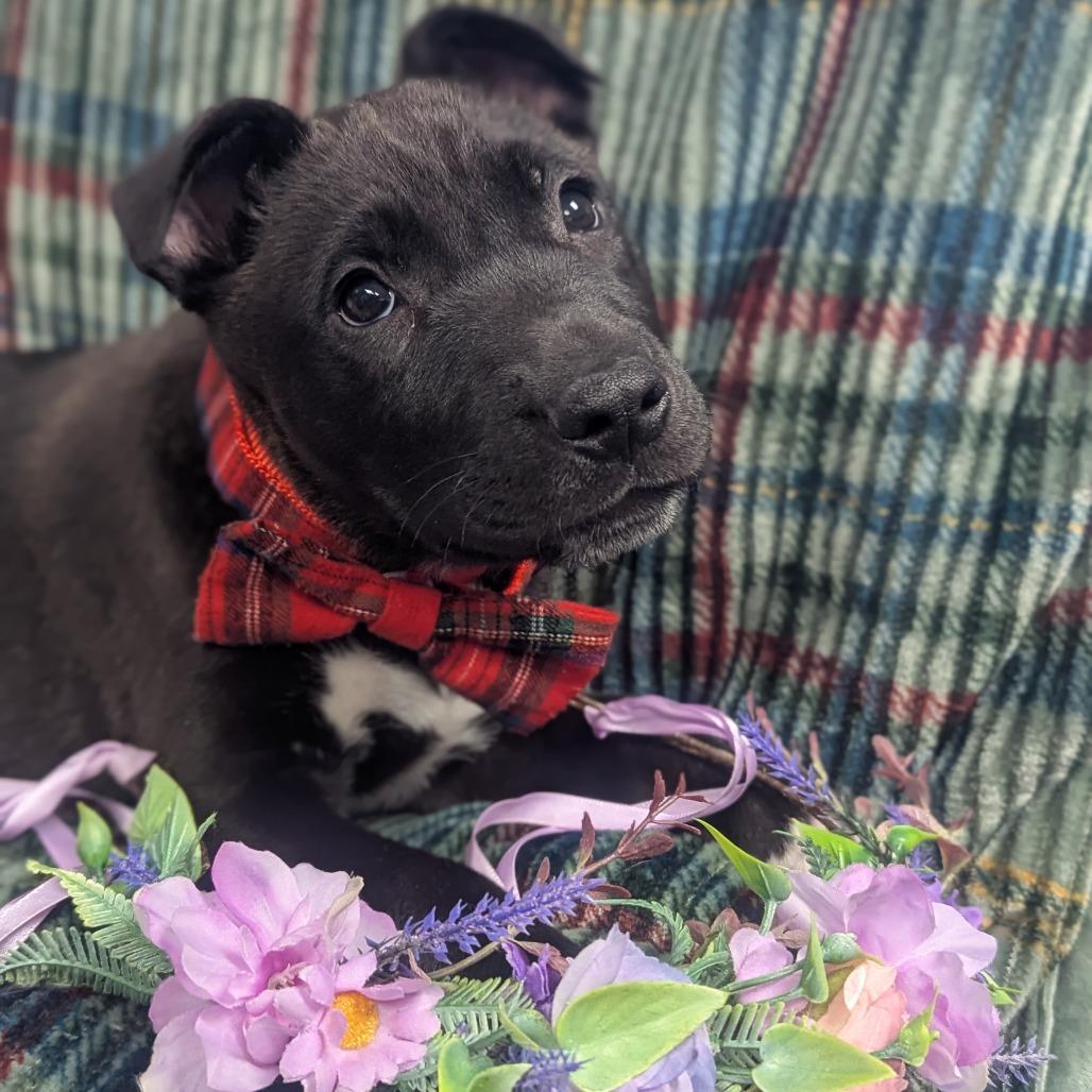 Enlarge Salvatore, a Adoptable Mixed Breed in Hendersonville, NC image 6/6