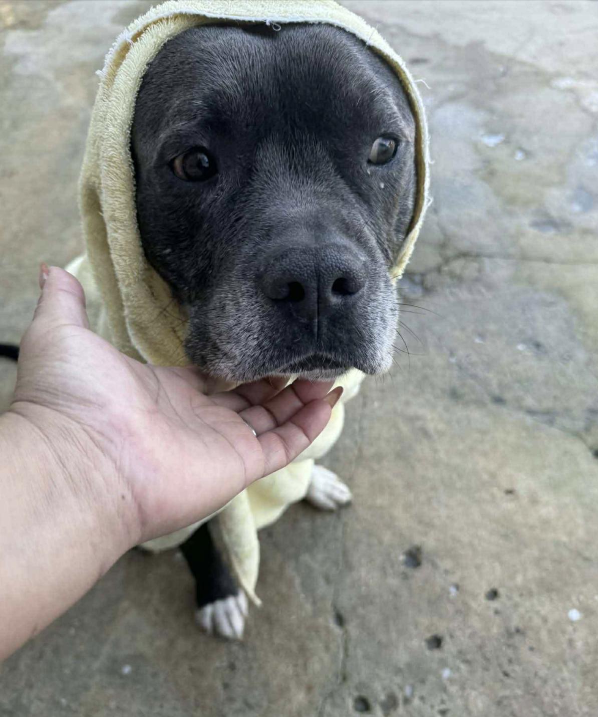 Sanson — thumbnail 3