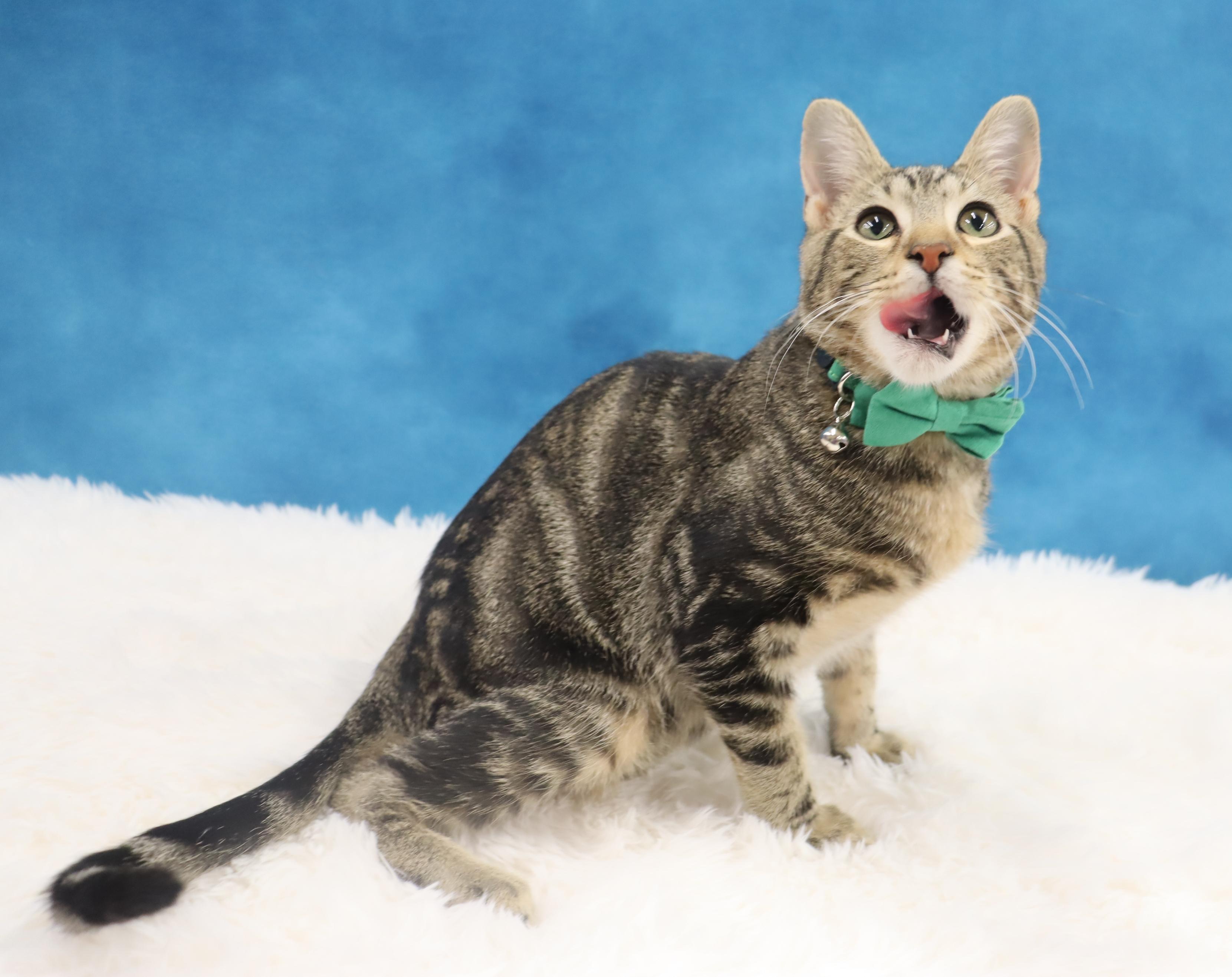 Donovan - Handsome Love Bug! PLAYFUL!