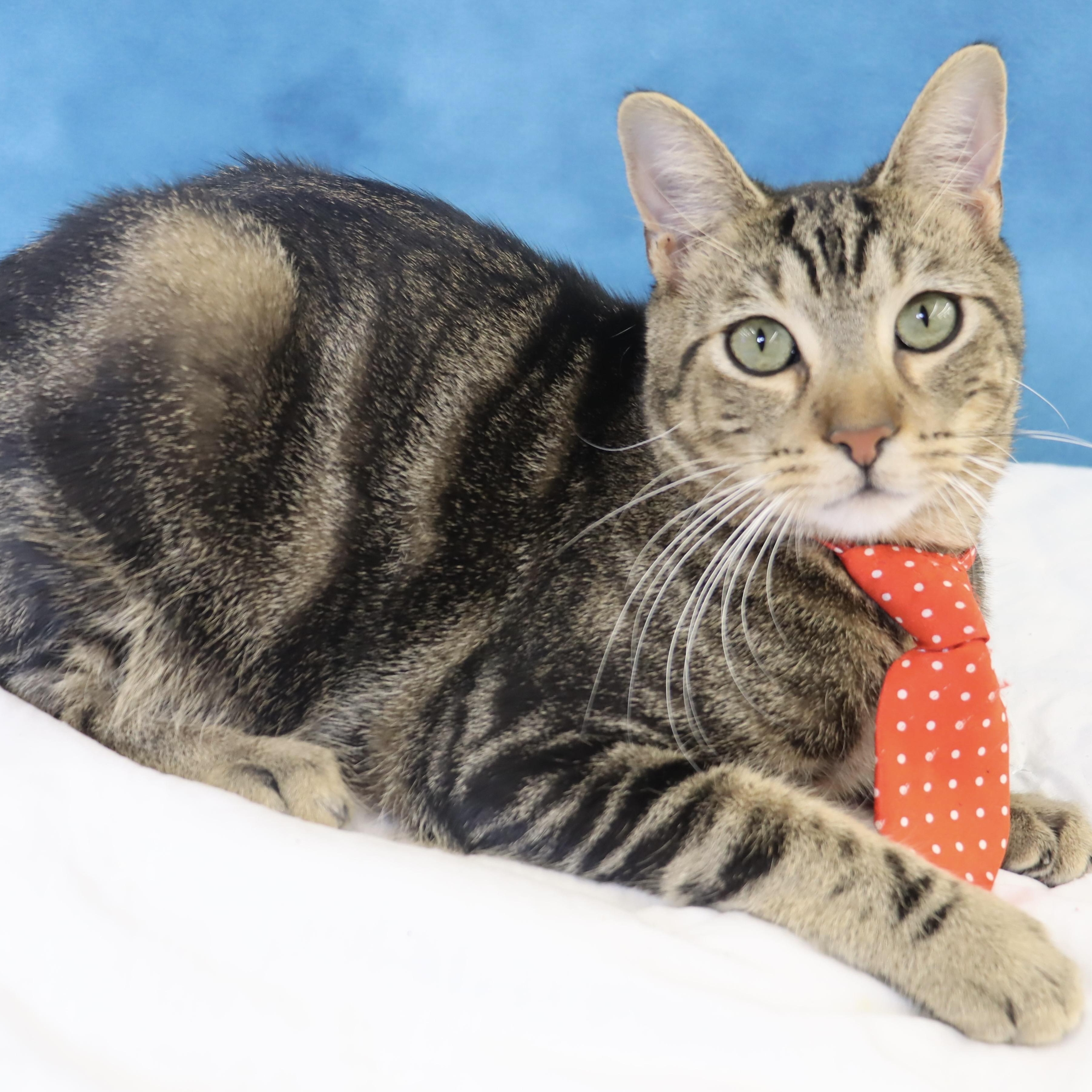 Donovan - Handsome Love Bug! PLAYFUL!, Adoptable, Young Male Domestic Short Hair.