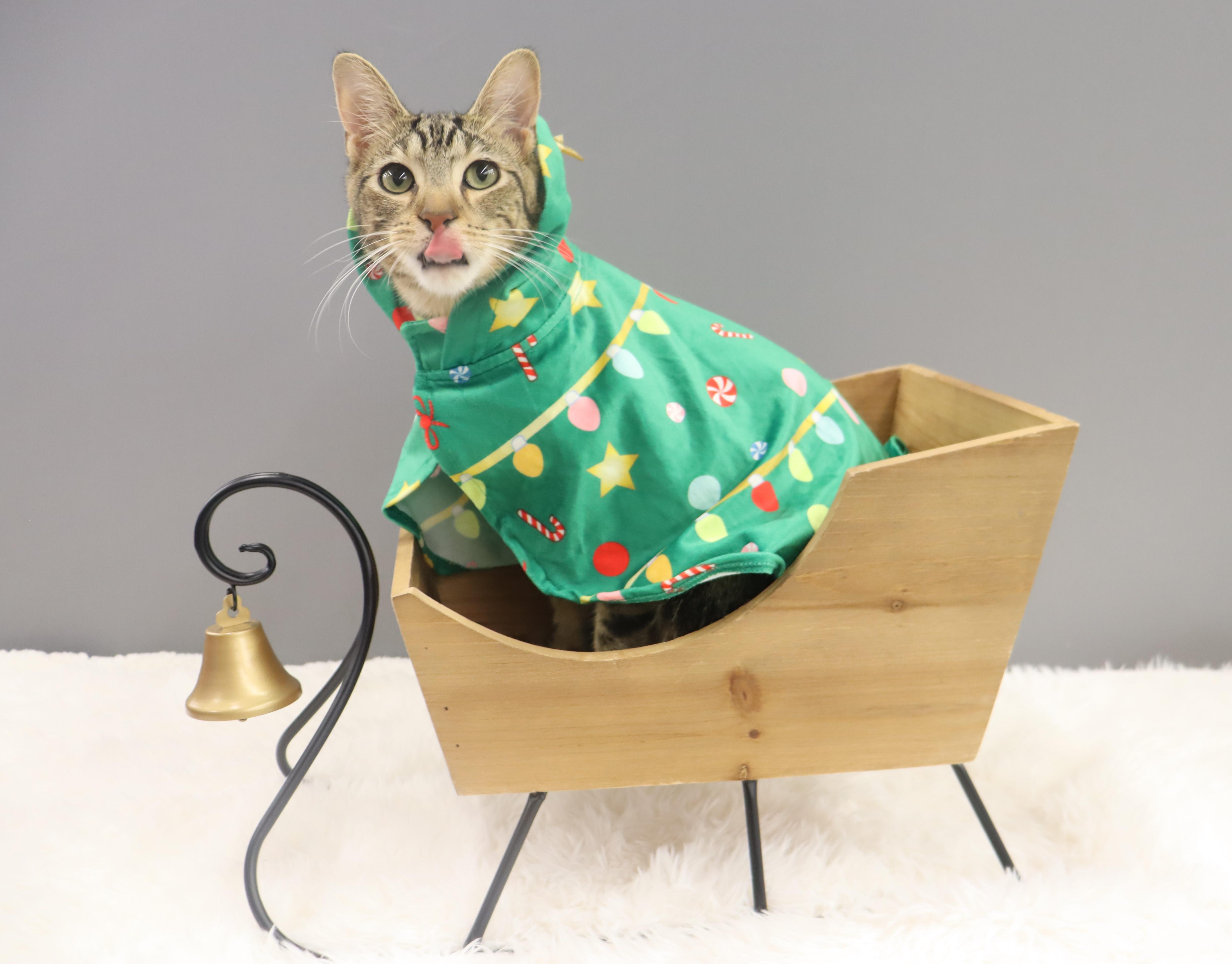 Enlarge Donovan - Handsome Love Bug! PLAYFUL!, a Adoptable Domestic Short Hair in League City, TX image 1/6