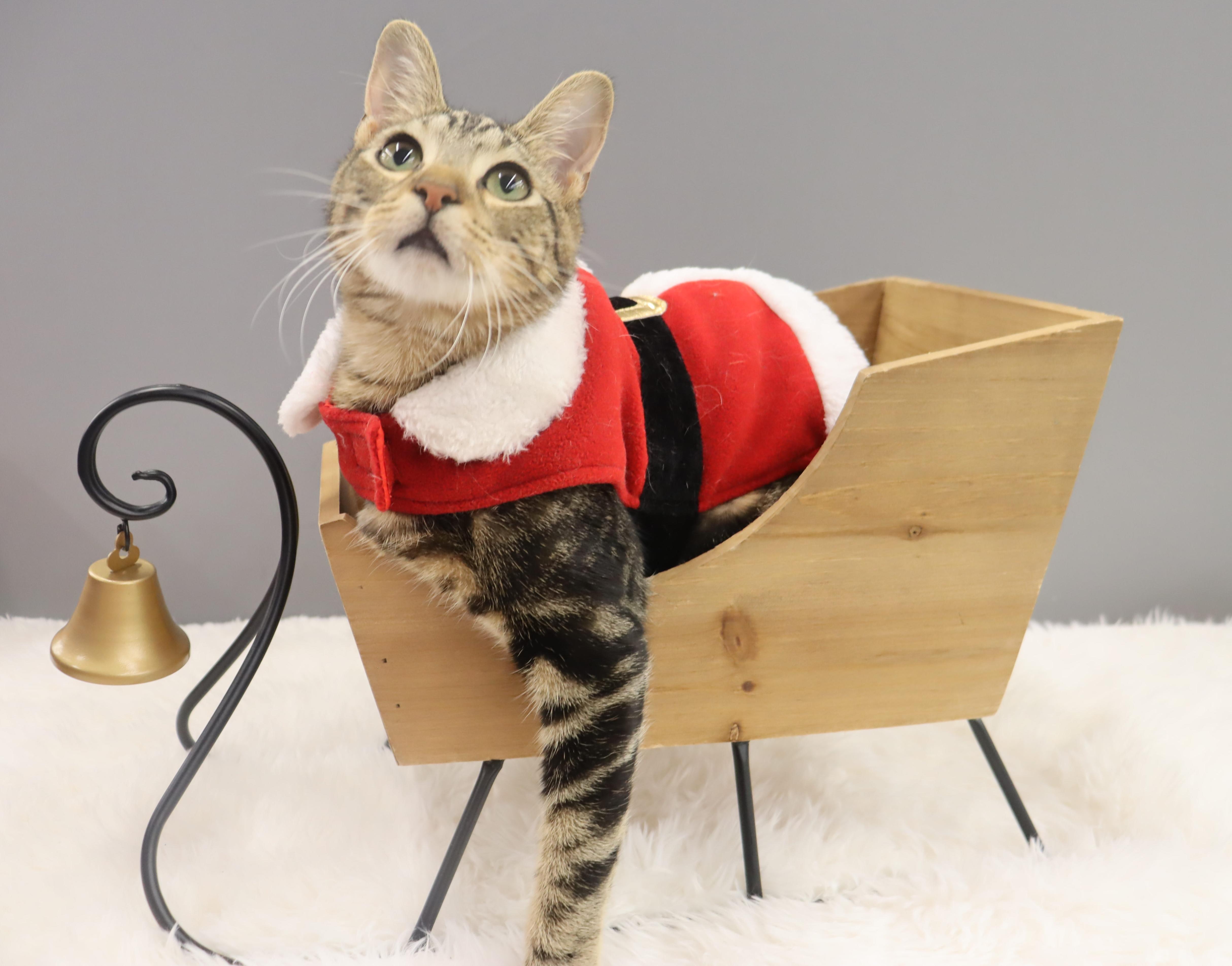 Enlarge Donovan - Handsome Love Bug! PLAYFUL!, a Adoptable Domestic Short Hair in League City, TX image 2/6