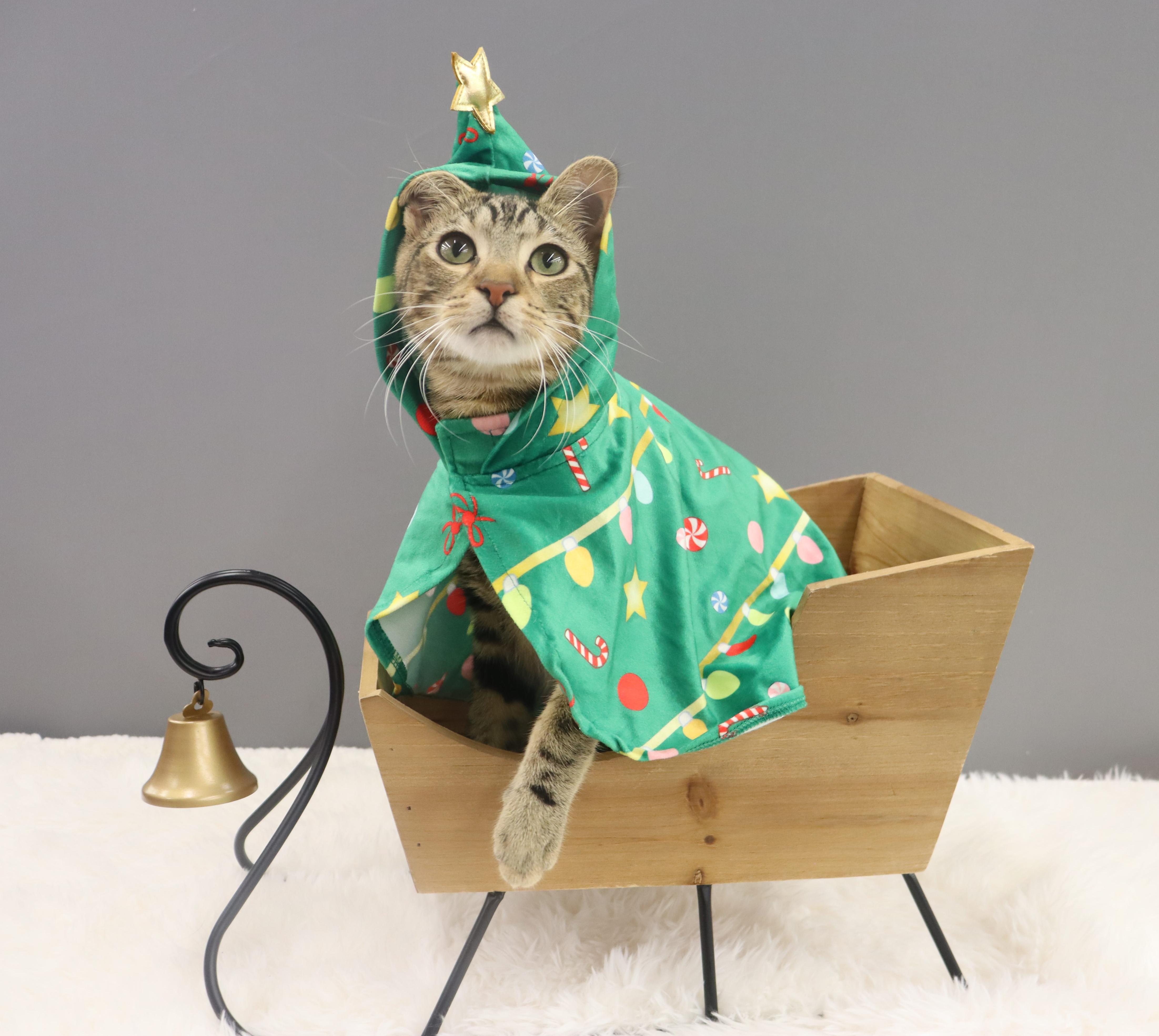 Enlarge Donovan - Handsome Love Bug! PLAYFUL!, a Adoptable Domestic Short Hair in League City, TX image 3/6