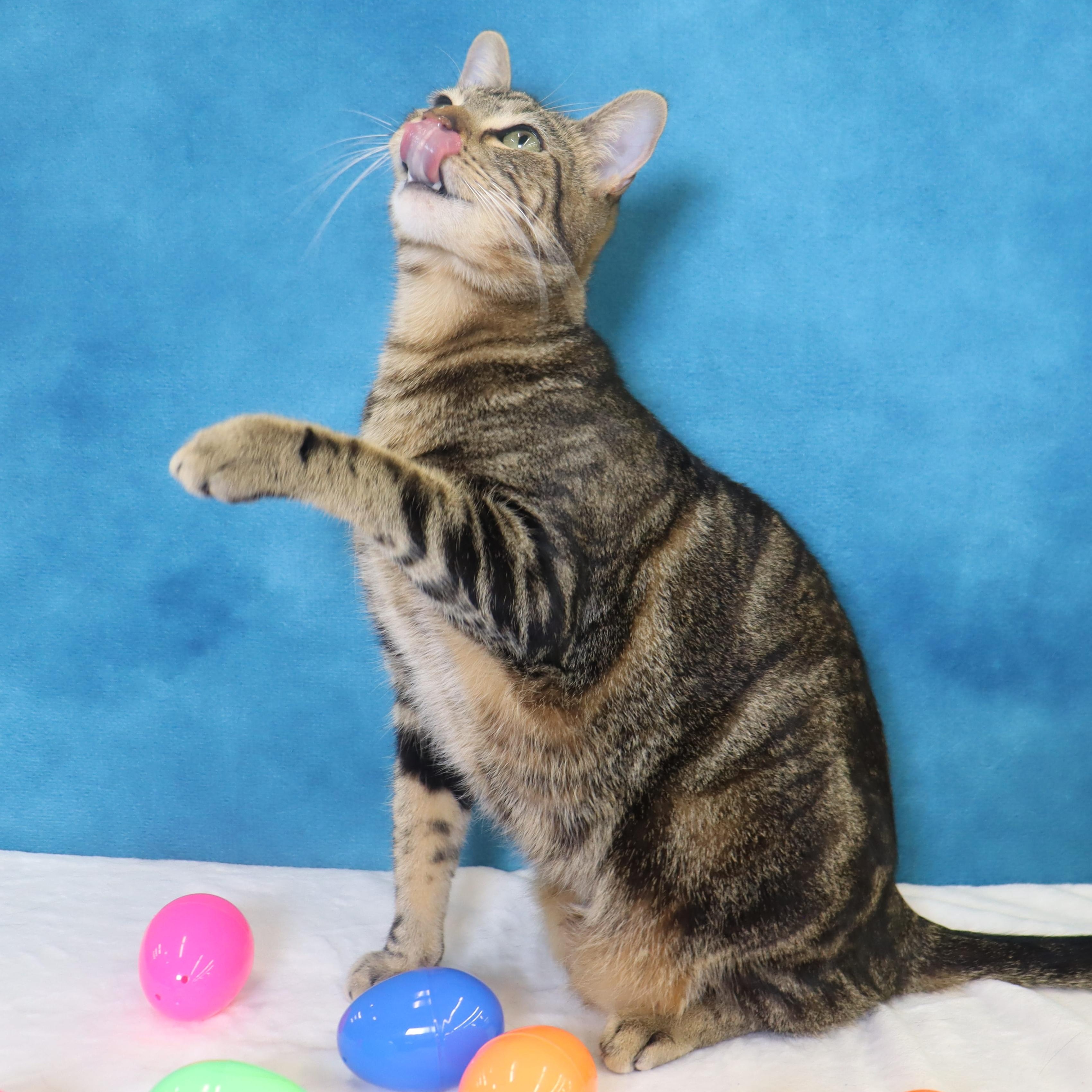 Donovan - Handsome Love Bug! PLAYFUL!, Adoptable, Young Male Domestic Short Hair.