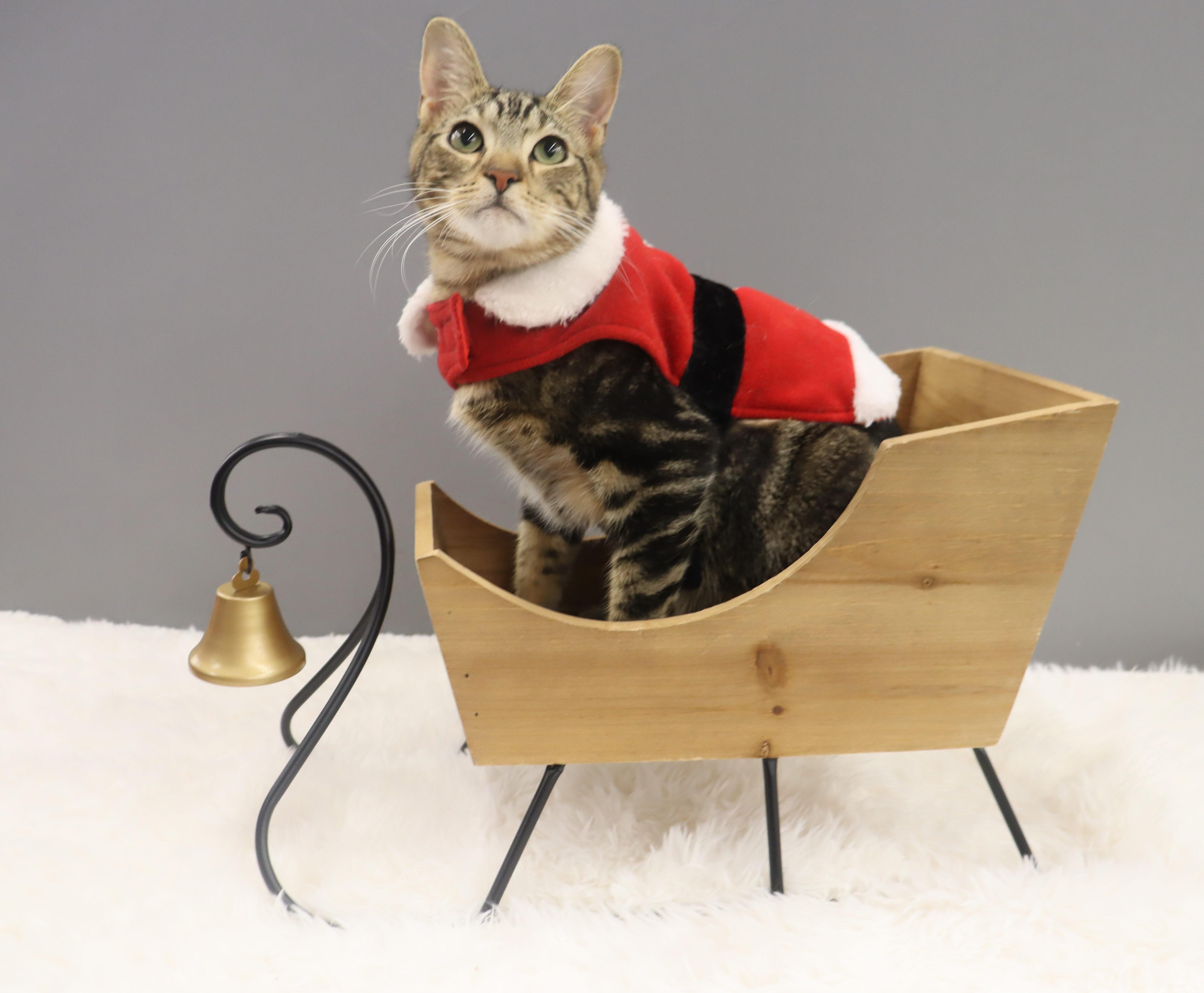 Enlarge Donovan - Handsome Love Bug! PLAYFUL!, a Adoptable Domestic Short Hair in League City, TX image 4/6