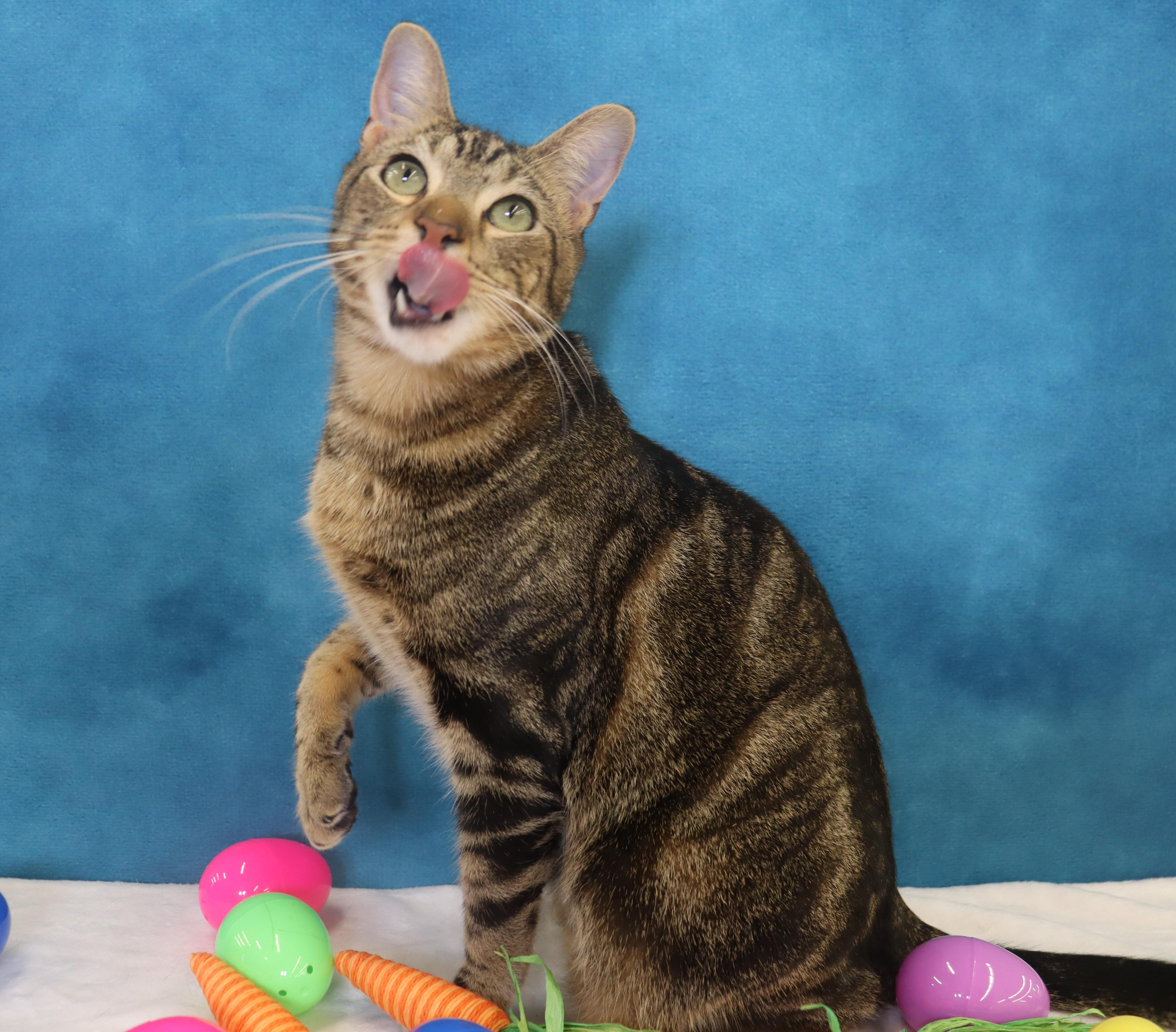 Enlarge Donovan - Handsome Love Bug! PLAYFUL!, a Adoptable Domestic Short Hair in League City, TX image 5/6