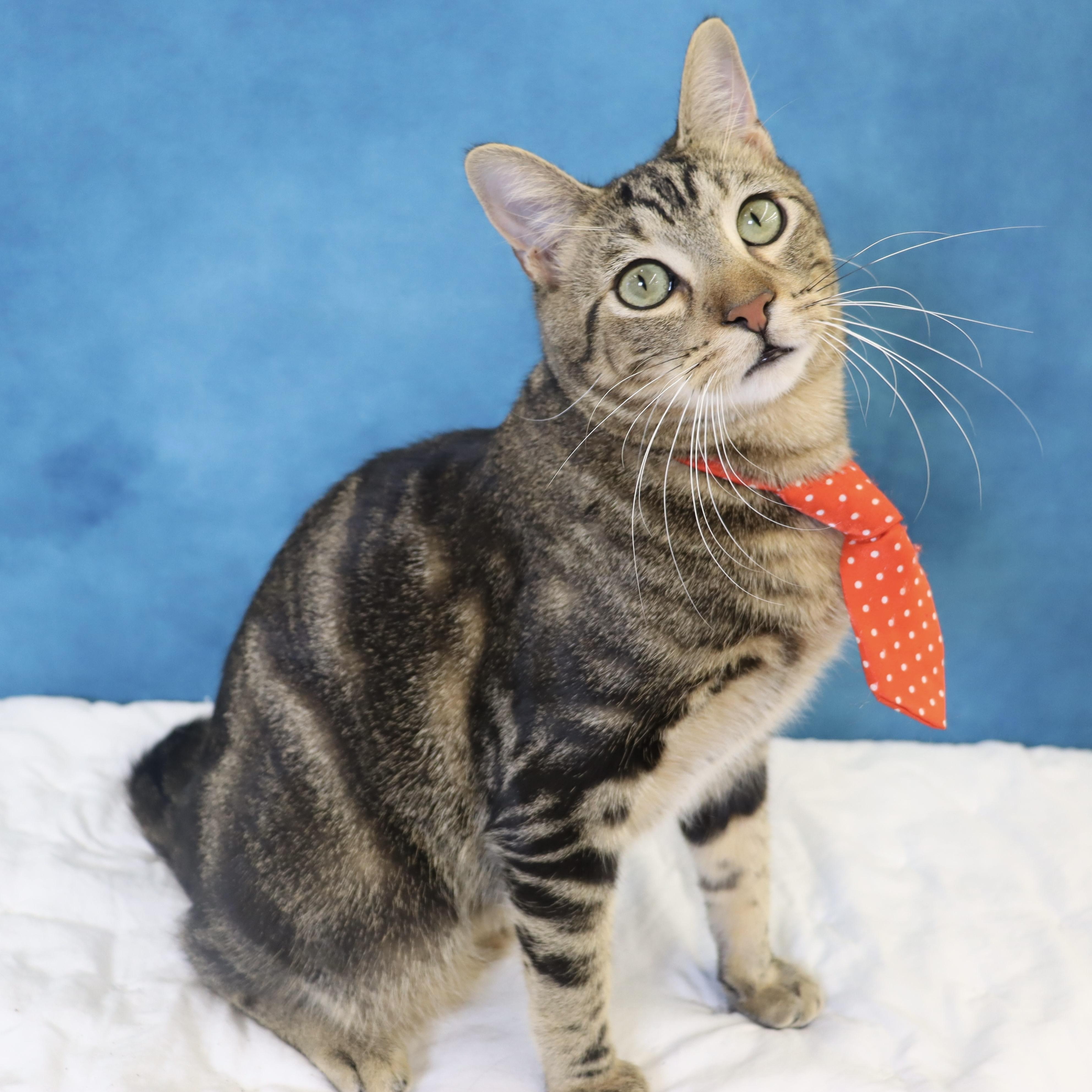 Enlarge Donovan - Handsome Love Bug! PLAYFUL!, a Adoptable Domestic Short Hair in League City, TX image 2/6