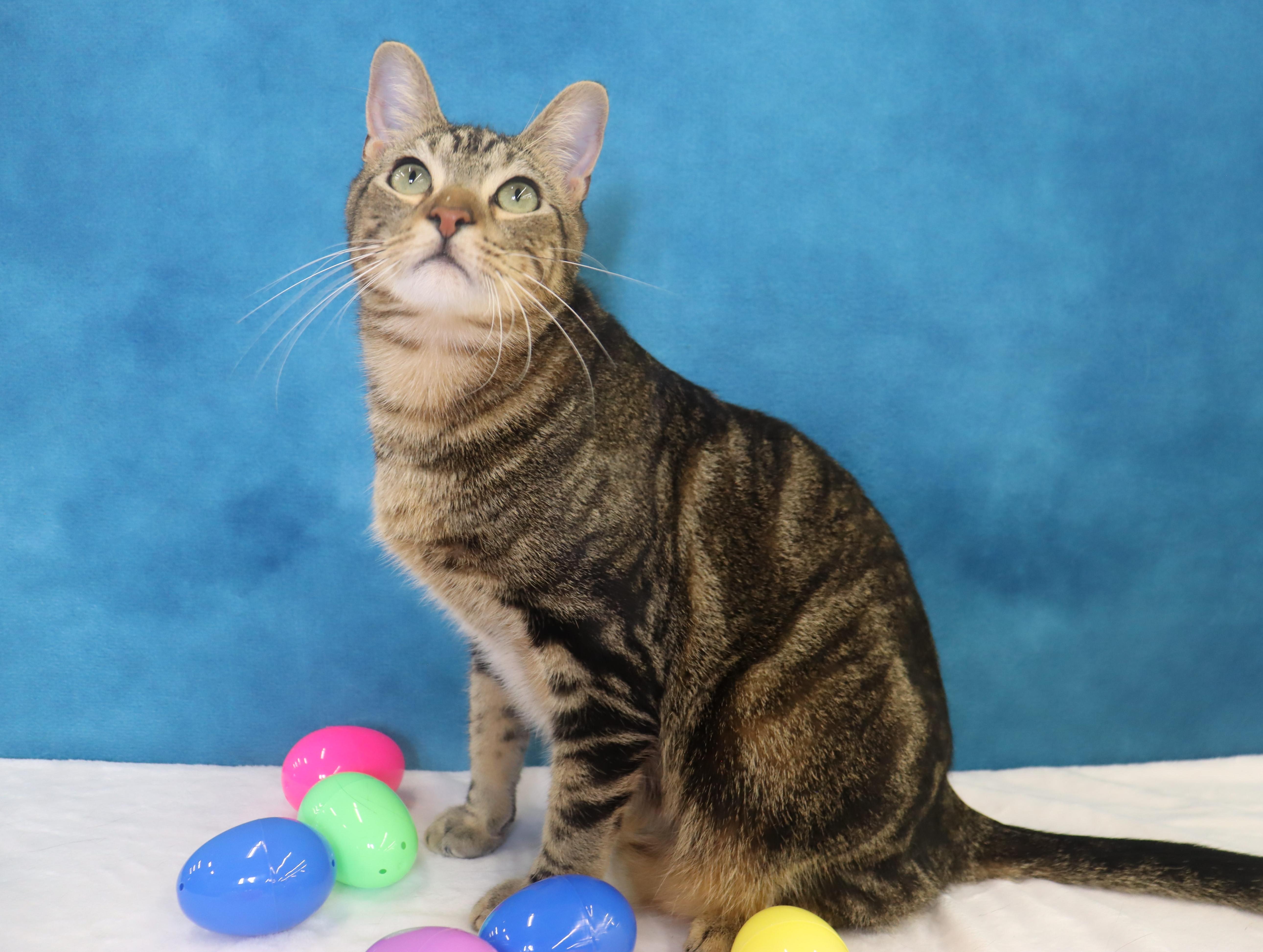 Enlarge Donovan - Handsome Love Bug! PLAYFUL!, a Adoptable Domestic Short Hair in League City, TX image 4/6