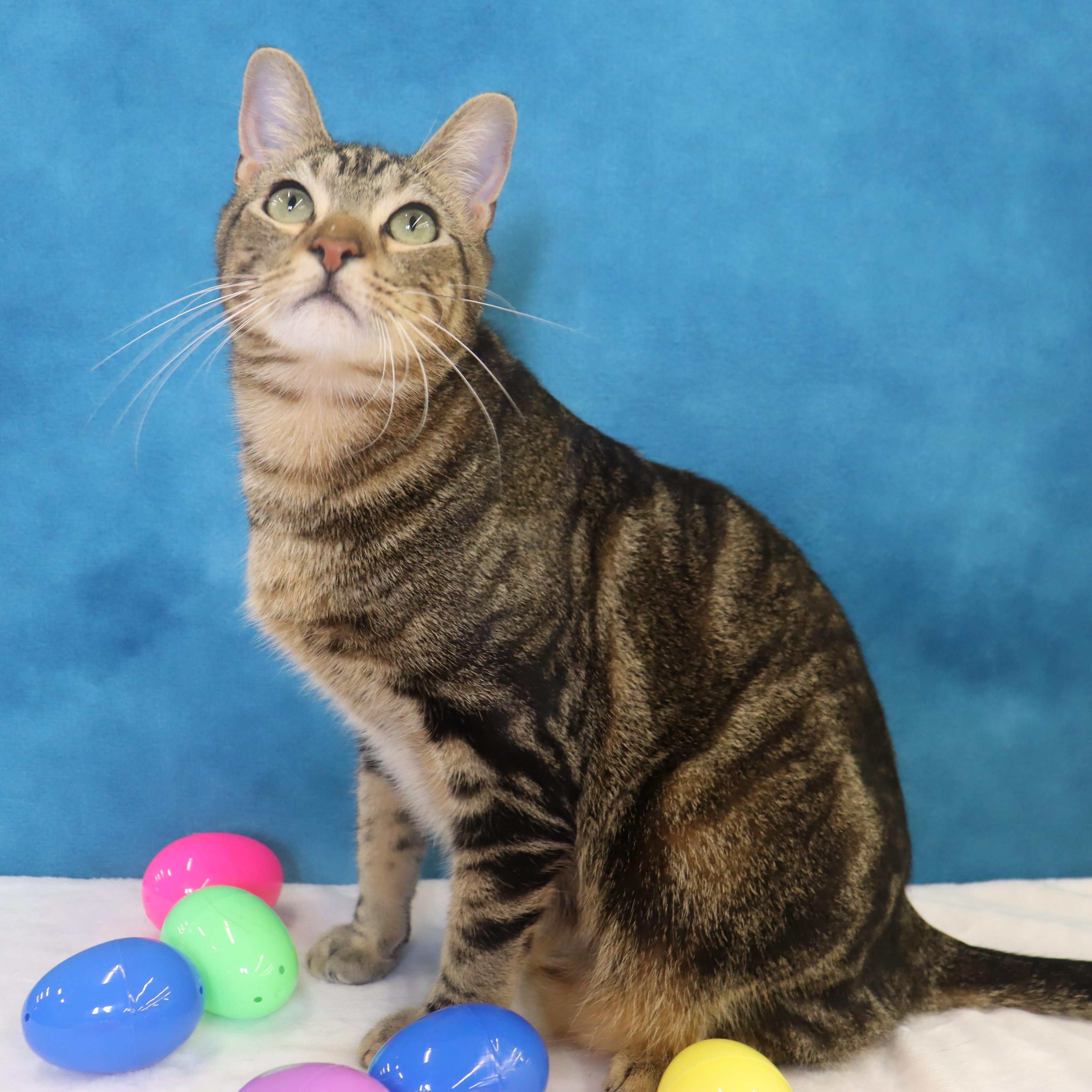 Enlarge Donovan - Handsome Love Bug! PLAYFUL!, a Adoptable Domestic Short Hair in League City, TX image 4/6