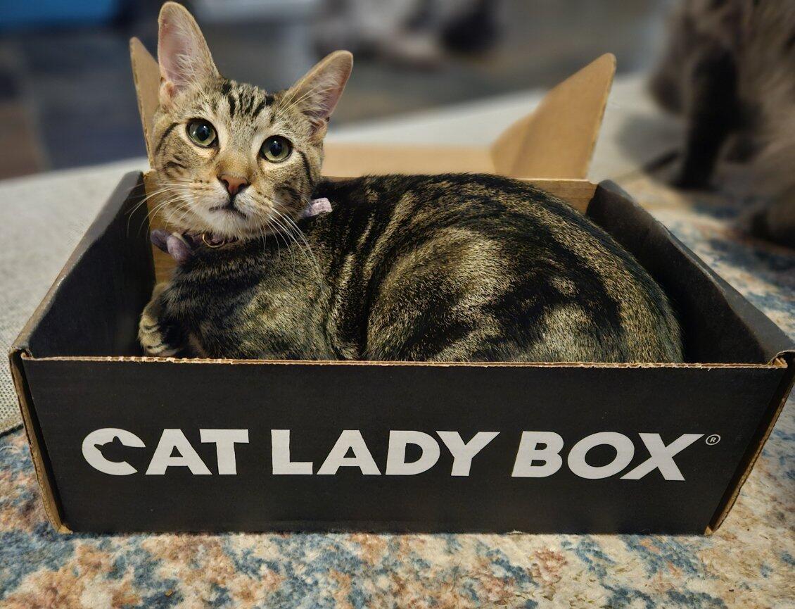 Donovan - Handsome Love Bug! PLAYFUL!