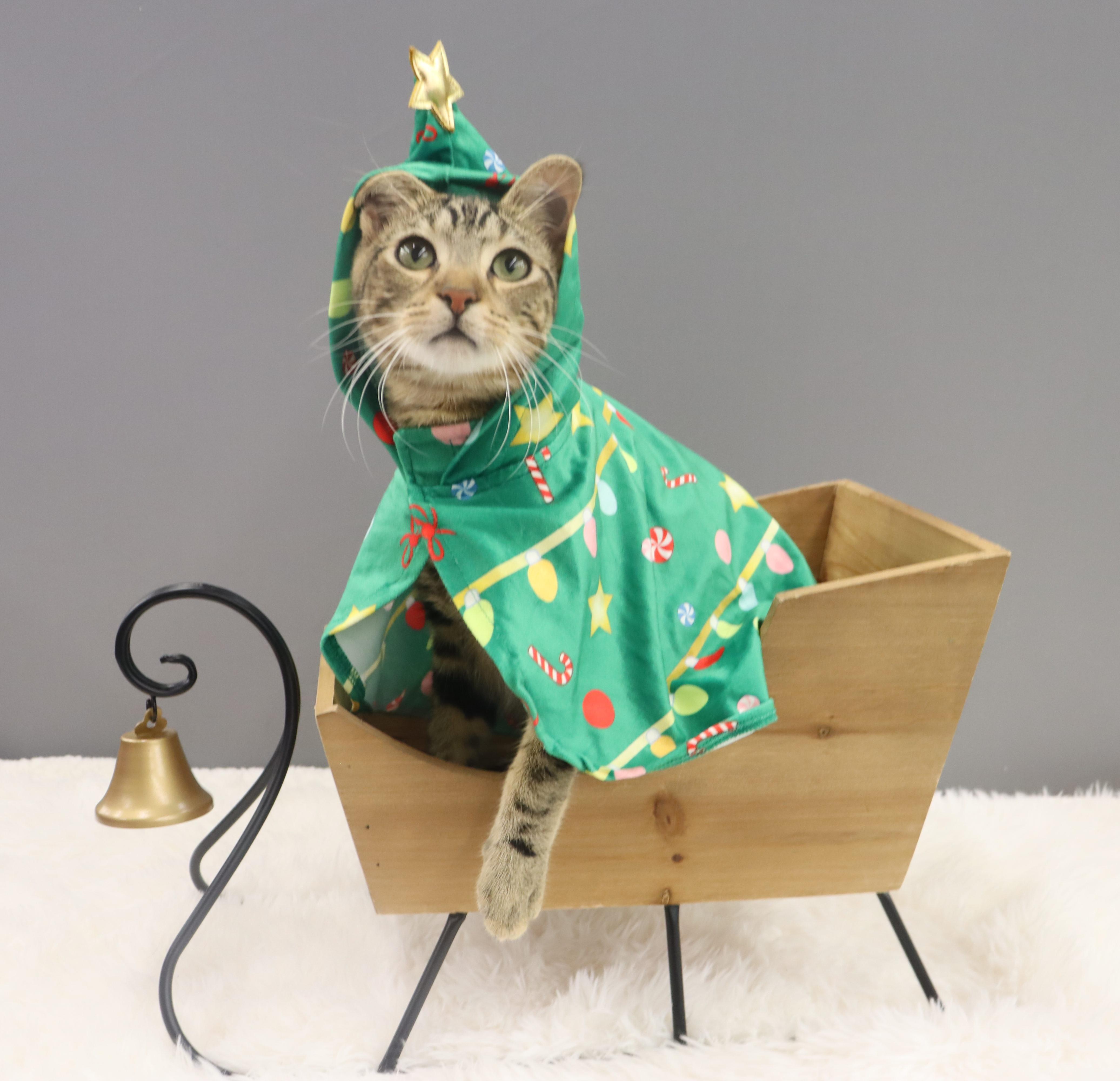 Enlarge Donovan - Handsome Love Bug! PLAYFUL!, a Adoptable Domestic Short Hair in League City, TX image 5/6