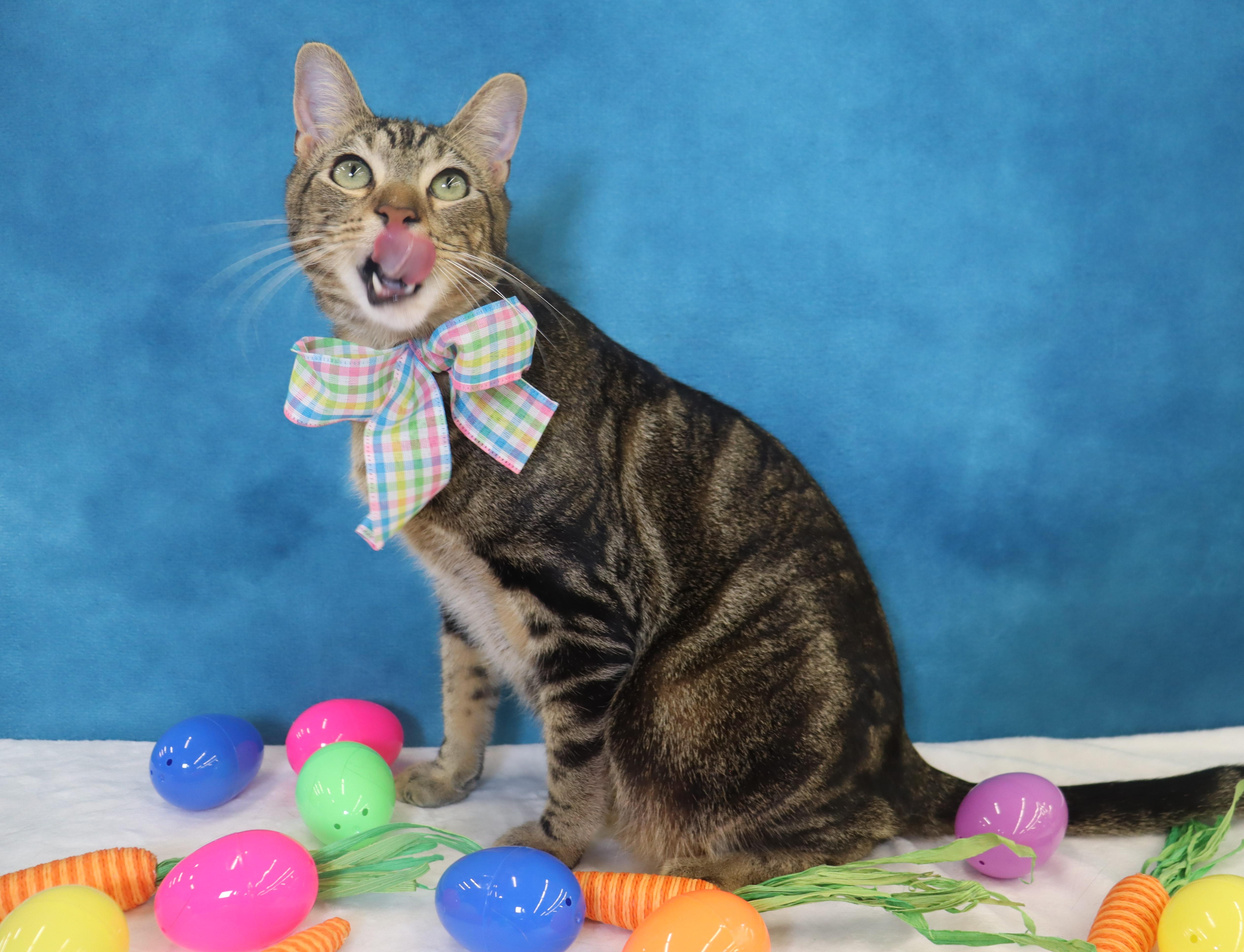 Enlarge Donovan - Handsome Love Bug! PLAYFUL!, a Adoptable Domestic Short Hair in League City, TX image 6/6