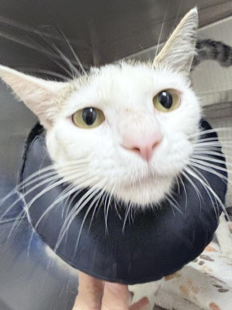 Zoi, a Adoptable Domestic Short Hair in Oakdale, CA image 1/4