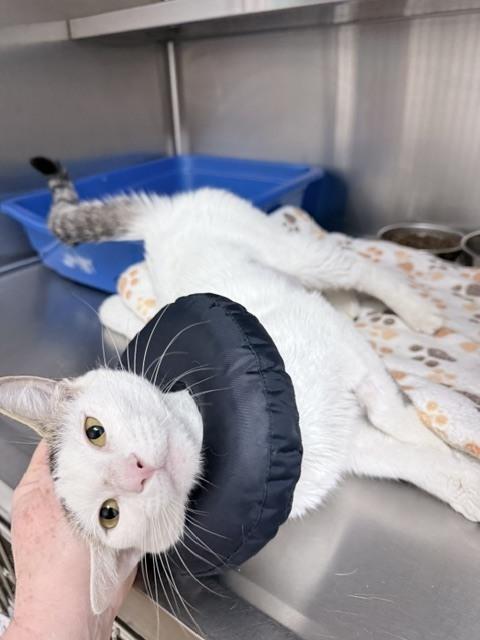 Zoi, a Adoptable Domestic Short Hair in Oakdale, CA image 2/4