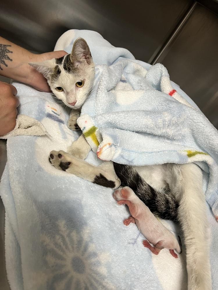 Zoi, a Adoptable Domestic Short Hair in Oakdale, CA image 3/4