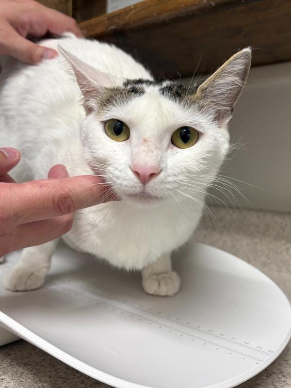 Zoi, a Adoptable Domestic Short Hair in Oakdale, CA image 4/4