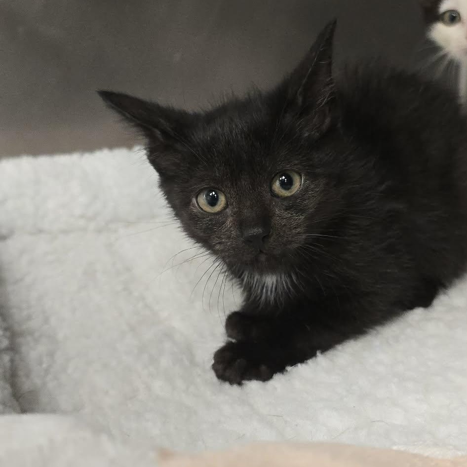 Raff, Adopted, Kitten Male Domestic Short Hair.